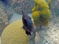 Threespot Damselfish (3